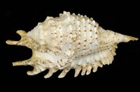 藏品(紫口蜘蛛螺)的圖片